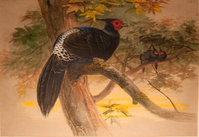 Purpur-Kaleege (Euplocamus horsfieldi), ca. 1851-76 von Joseph Wolf